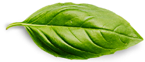 Contact 1 basil leaf